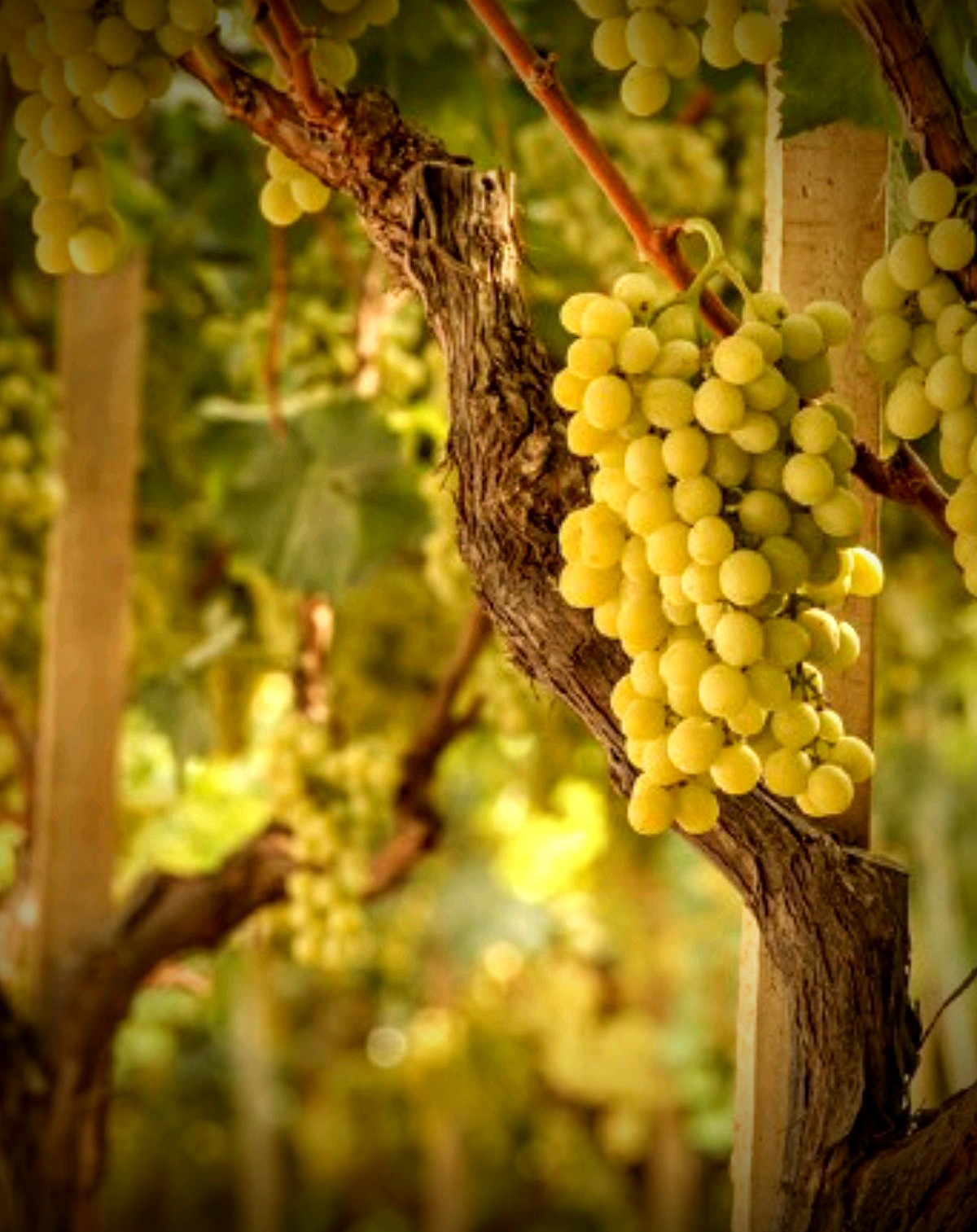 Innestati in un grande carisma – Esercizi spirituali Torreglia